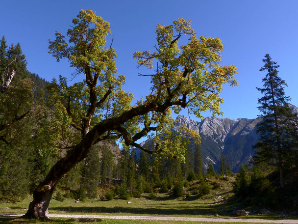 Grosser Ahornboden, pomnik przyrody w Karwendel, Tyrol, Austria - Zdjęcie, obraz