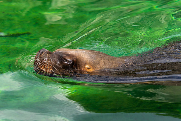The South American sea lion, Otaria flavescens, formerly Otaria byronia, also called the Southern Sea Lion and the Patagonian sea lion - Photo, Image