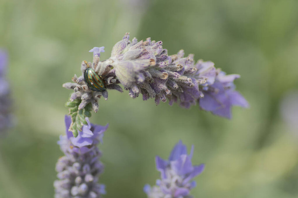 クリソリナ・アメリカーナ・ビートル、通称「ローズマリー・ビートル」と呼ばれる、クリソリナ科の甲虫で、ラベンダーの花を咲かせます。  - 写真・画像