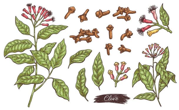 Clove ingredients - flowers, leaves, branch and buds a vector isolated set. - Vektor, Bild