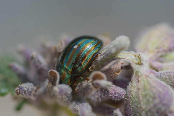 Macro shot of a Chrysolina americana, known as the Rosemary beetle, a species of beetle belonging to the family Chrysomelidae - Foto, imagen