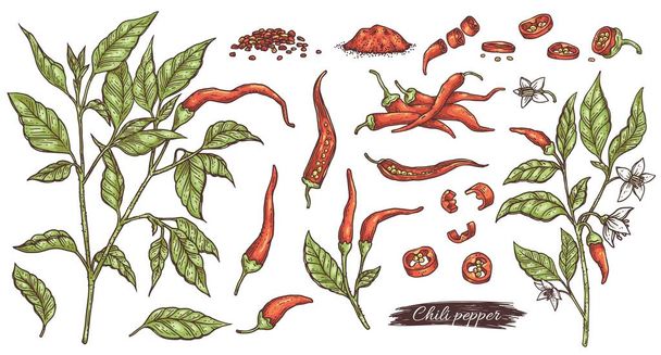 Chili pepper botanical hand drawn set, engraving vector illustration isolated. - Вектор,изображение
