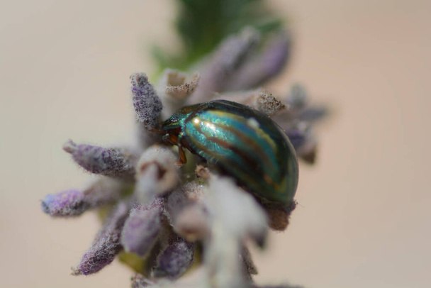 Macro shot di una Crisolina americana, conosciuta come Scarabeo rosmarino, una specie di scarabeo appartenente alla famiglia dei Chrysomelidae - Foto, immagini