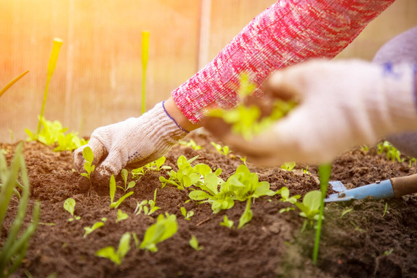 planting plants. a woman plants young sprouts in the ground. close-up. no face - Photo, image