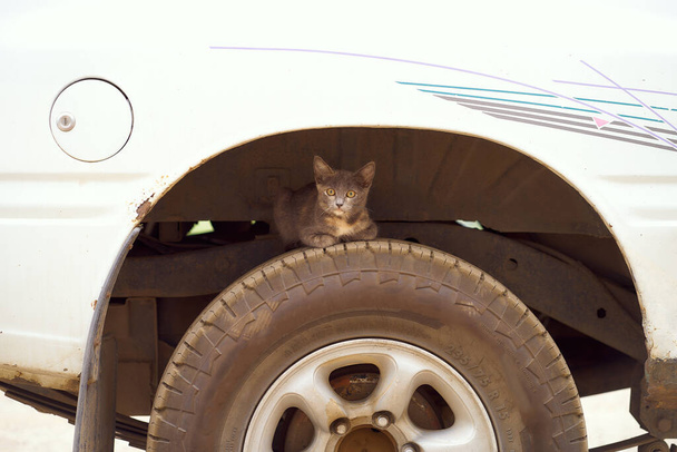 Homeless cat sits on the wheel of a white old SUV. High quality photo - Photo, Image