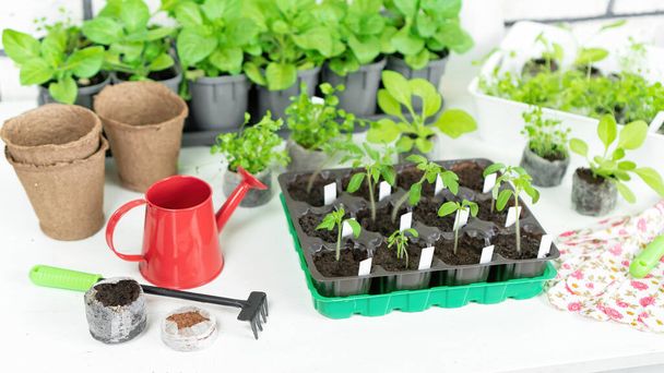 Ferramentas de jardinagem e acessórios para transplante de plantas e manutenção do jardim em casa. Mudas de tomate em cassetes de plástico. Cultivando legumes e flores em mudas para uma colheita precoce. - Foto, Imagem