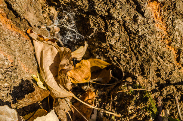 Нові Сад, Сербія - 06 грудня. 2020: Старий тополя на пагорбі Фруска-Гора взимку.  - Фото, зображення