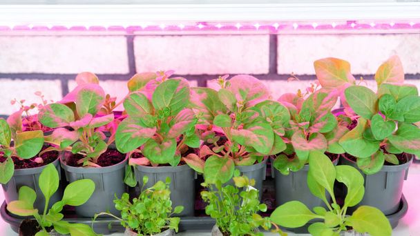 Grow lights for home plant growing. The use of LED agro lamps with full spectrum daylight for growing seedlings at home. Petunia flower sprouts develop effectively under phytolamps. - Photo, Image