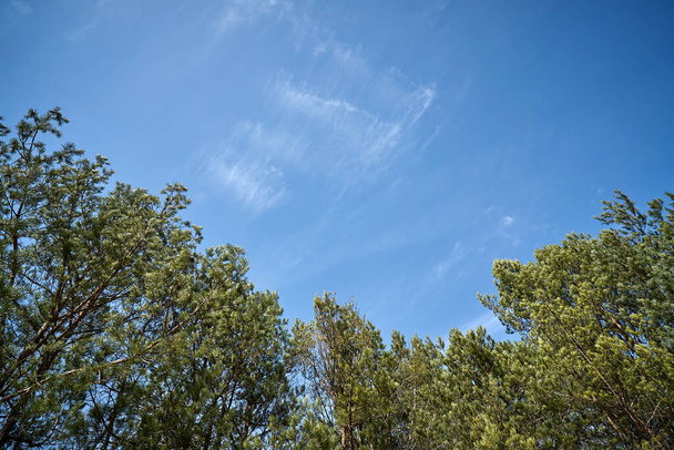 красивый весенний сосновый лес против голубого неба  - Фото, изображение