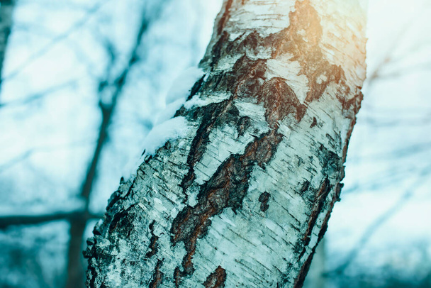 Birch trees in early spring. High quality photo - Photo, Image