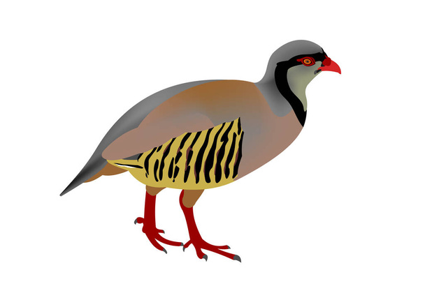 Illustration of a rock partridge, Alectoris graeca - Fotó, kép