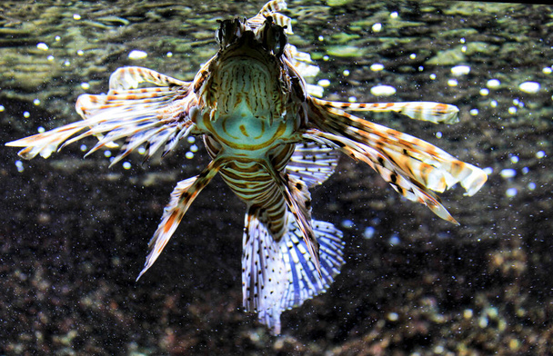 Beau et coloré poisson Scropaenidae dans un aquarium - Photo, image