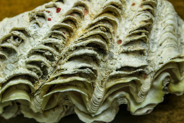 茶色の背景にTridacna Chametrachea maxima.カラフルな貝殻 - 写真・画像