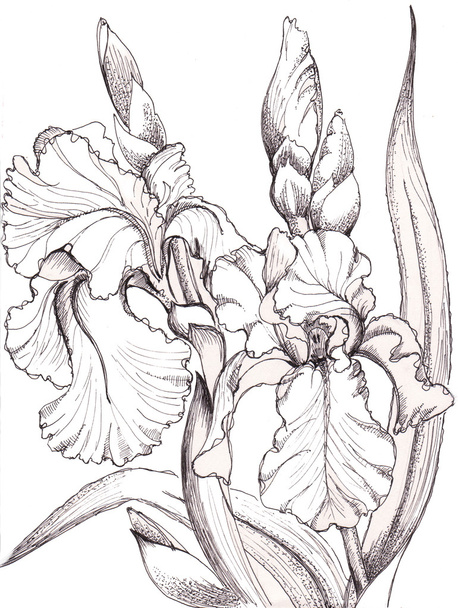 Iris fleur
 - Photo, image