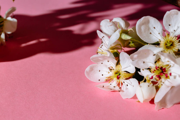 Primavera rametto bianco di ciliegia fiorita o mela su uno sfondo rosa pastello. Banner sul tema delle vacanze primaverili con spazio copia. Sullo sfondo di un cartellone. Aroma leggero, romantico e sofisticato. - Foto, immagini