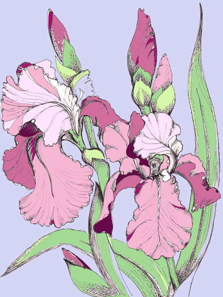 Fiore di iridi
 - Foto, immagini