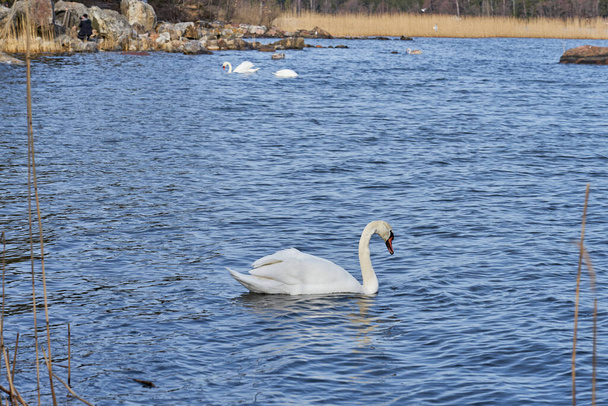 Cisnes blancos junto al mar en primavera. - Foto, Imagen