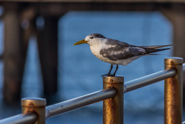 The tern or swift sit on the railing with the sea behind. The greater crested tern (Thalasseus bergii) lives on coastlines and islands in the tropical and subtropical Old World. - Photo, Image