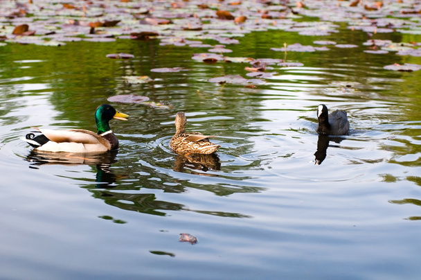 Patos en el agua del lago
 - Foto, Imagen