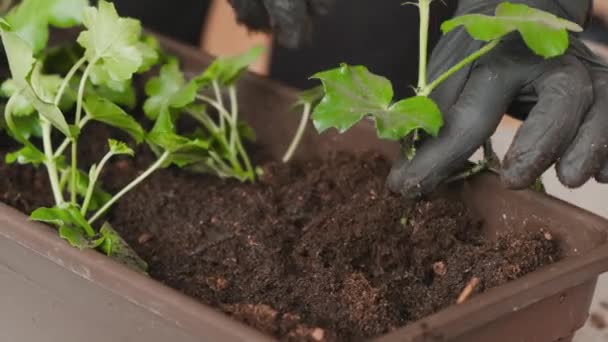 バルコニーで成長するために鍋に緑の植物を移植する女性の手を閉じます。自宅の庭のコンセプト. - 映像、動画