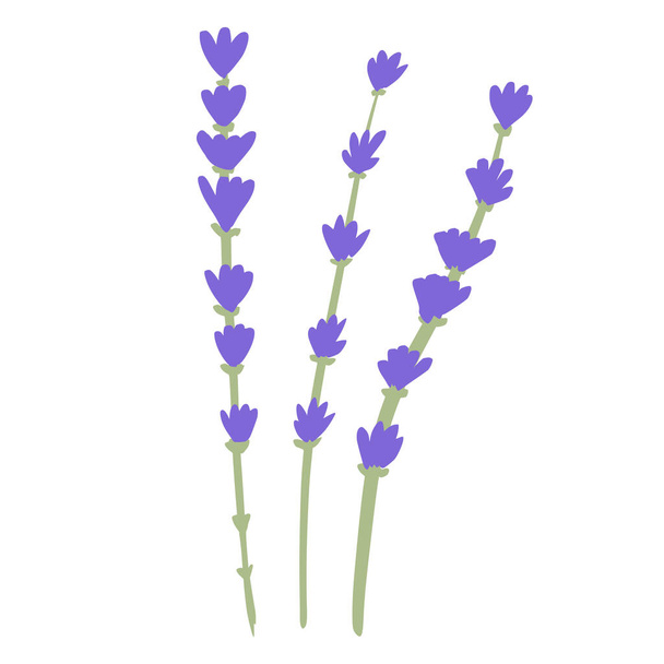 Flower lavender isolated on white background. Beautiful hand drawn botanical sketches for any purpose. Design vector illustration. - Vektor, Bild