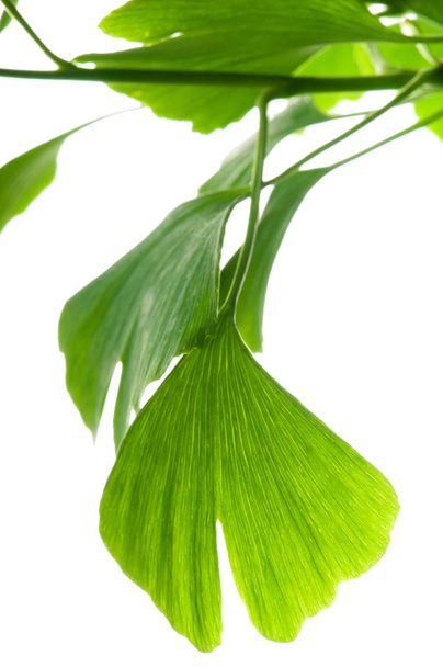 Ginkgo biloba green leaf isolated on white background - Photo, Image