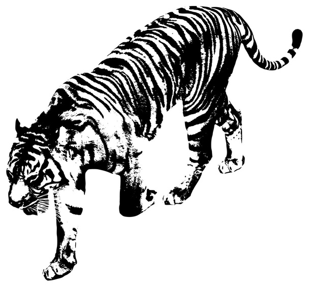 tygr - Vektor, obrázek