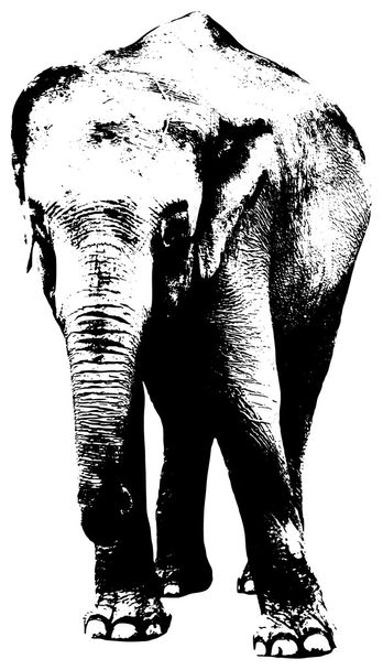 illustratie van olifant - Vector, afbeelding