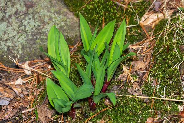 Wild Ramps - wild garlic ( Allium tricoccum), commonly known as ramp, ramps, spring onion,  wild leek, wood leek.  North American species of wild onion. in Canada, ramps are considered rare delicacies - Photo, Image