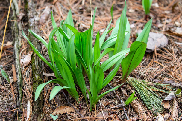 Wild Ramps - άγριο σκόρδο (Allium tricoccum), κοινώς γνωστό ως ράμπα, ράμπες, φρέσκο κρεμμύδι, άγριο πράσο, πράσο ξύλου. Βορειοαμερικανικό είδος άγριου κρεμμυδιού. στον Καναδά, οι ράμπες θεωρούνται σπάνιες λιχουδιές - Φωτογραφία, εικόνα