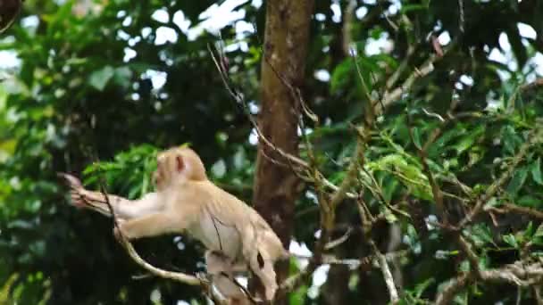 Μαϊμού κουνάει κλαδί Μαϊμού κουνάει ένα στεγνό κλαδί δέντρου στο δάσος Άτακτο μωρό μαϊμού - Πλάνα, βίντεο