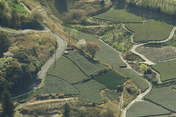 Landschaft japanischer Teeplantagen, Awagatake, Stadt Kakegawa, Präfektur Shizuoka. - Foto, Bild