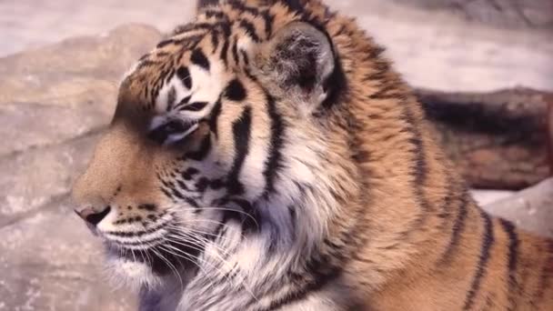 Втомлений бенгальський тигр відпочиває і дивиться навколо в пошуках здобичі
 - Кадри, відео