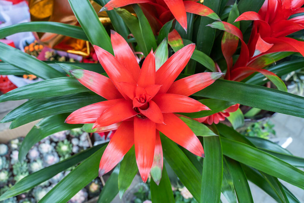 Close up of red Bromeliad flower in garden - Photo, Image