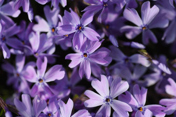 Moss phlox florece rosa, púrpura, azul y otras flores desde la primavera hasta principios de verano, y parece una alfombra de flores. - Foto, Imagen