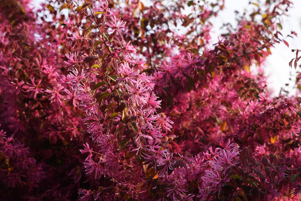 Fiori di cespuglio di frangia cinese. Hamamelidaceae arbusto sempreverde. - Foto, immagini