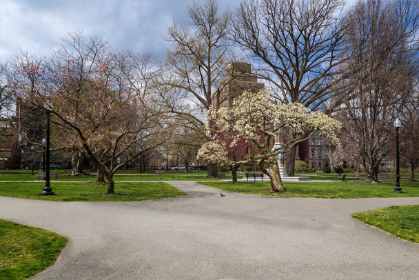 Ο δημόσιος κήπος της Βοστώνης - Φωτογραφία, εικόνα
