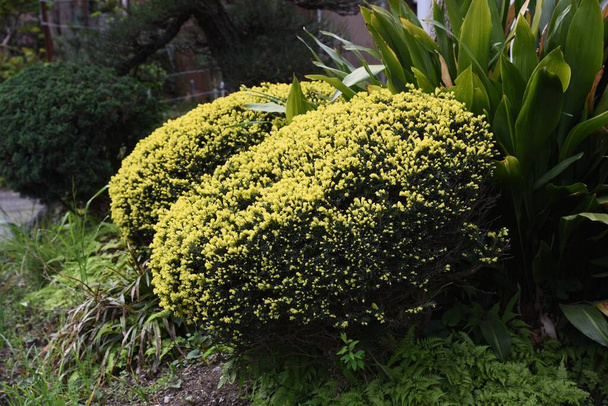 Tejo japonés enano podado redondo. Taxaceae arbusto siempreverde. - Foto, Imagen