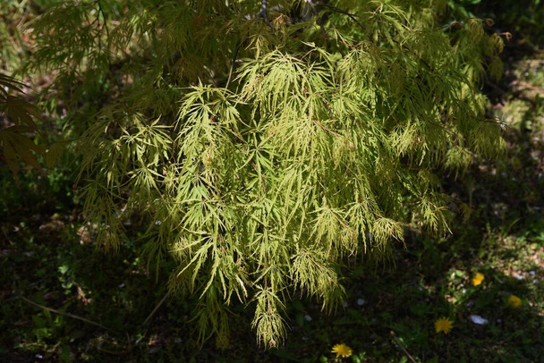 Foglie e fiori di vari tipi di "acero giapponese" nella stagione primaverile. Albero deciduo Sapindaceae Acer. - Foto, immagini