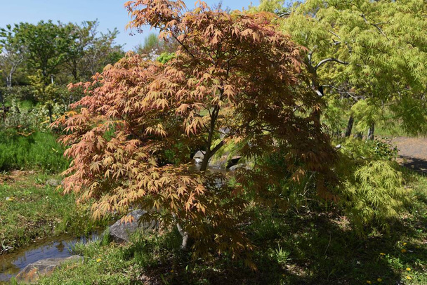 Blätter und Blüten verschiedener Arten des "Japanischen Ahorns" im Frühling. Sapindaceae Acer Laubbaum. - Foto, Bild