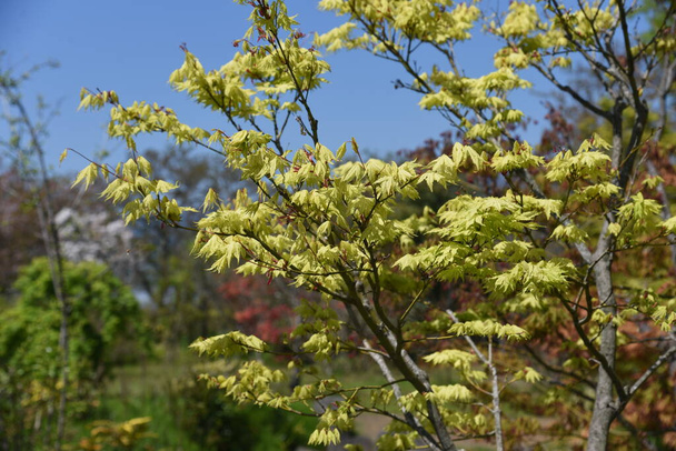 Листя і квіти різних видів "японського клена" у весняний сезон. Sapindaceae Acer листяне дерево. - Фото, зображення