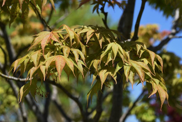 Leaves and flowers of various kinds of "Japanese maple" in the spring season. Sapindaceae Acer deciduous tree. - Photo, Image