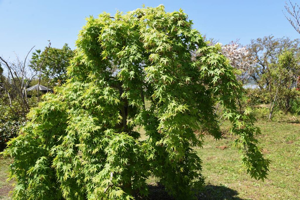 Foglie e fiori di vari tipi di "acero giapponese" nella stagione primaverile. Albero deciduo Sapindaceae Acer. - Foto, immagini