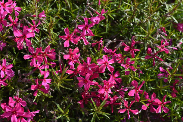  Mech phlox kwitnie kwiaty od wiosny do wczesnego lata, i to wygląda jak dywan kwiatów - Zdjęcie, obraz