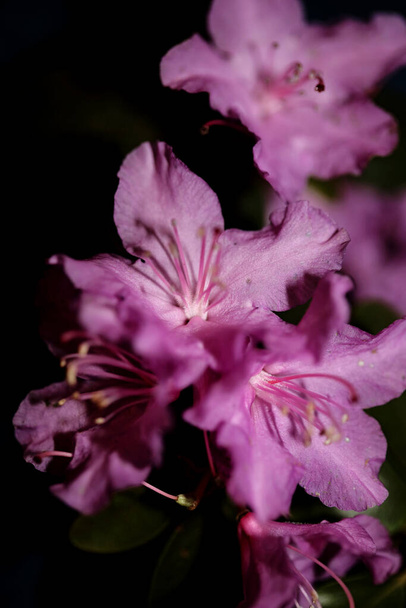 Rhododendron flower flowing family ericaceae μακροσκοπικό φόντο βοτανικό μοντέρνο υψηλής ποιότητας μεγάλο μέγεθος εκτύπωσης - Φωτογραφία, εικόνα