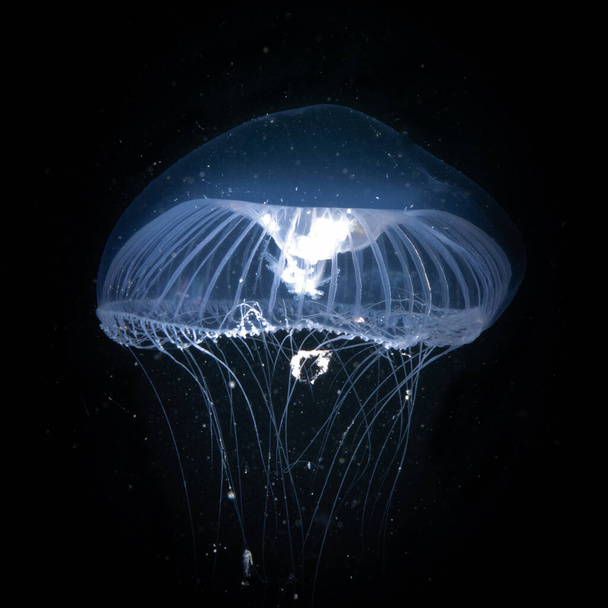 A closeup shot of a glowing blue aequorea victoria jellyfish in the black water - Zdjęcie, obraz