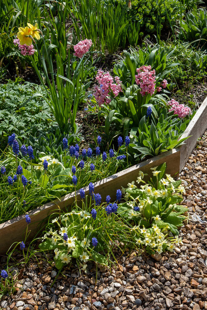 Hampshire, England, UK. 2021. Springtime flowers in an English country garden, grape hyacinthus, primroses growing through a gravel path with daffodils in the background. - Photo, Image