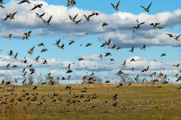 Paisaje con una bandada de aves migratorias en un campo de ganso, migración de aves estacionales del paisaje, muchos gansos salvajes en un campo en el desierto de Letonia - Foto, Imagen