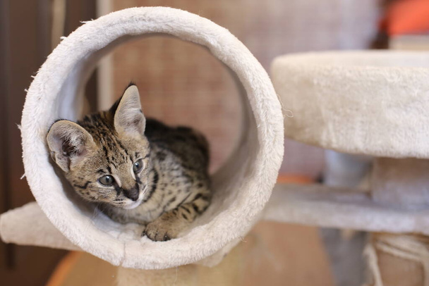 Nahaufnahme der schönen entspannenden exotischen Katze - Foto, Bild