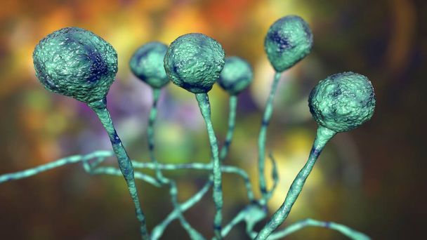 Mucor hometta, leipää hometta sieniä, löytyy maaperästä, ruoansulatuskanavan, 3D-kuva. Opportunistiset sienet, jotka aiheuttavat tsygomykoosia ja osallistuvat myös nenän infektioihin, krooniseen sieni-rinosinusiittiin - Valokuva, kuva